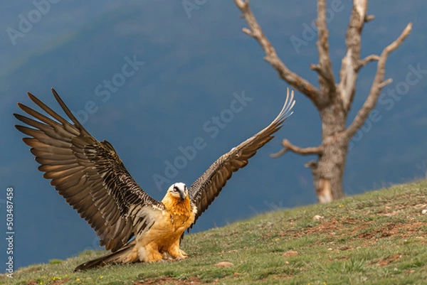 Obraz gypaète barbu