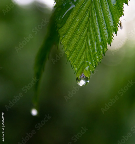 Obraz water drops on a leaf