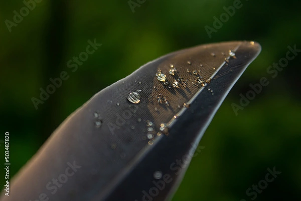 Obraz water drops on a feather