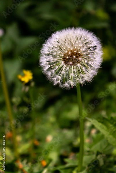 Obraz dandelion in the grass