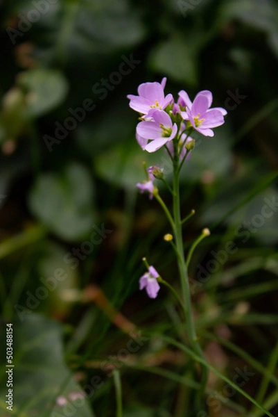 Obraz violet flowers