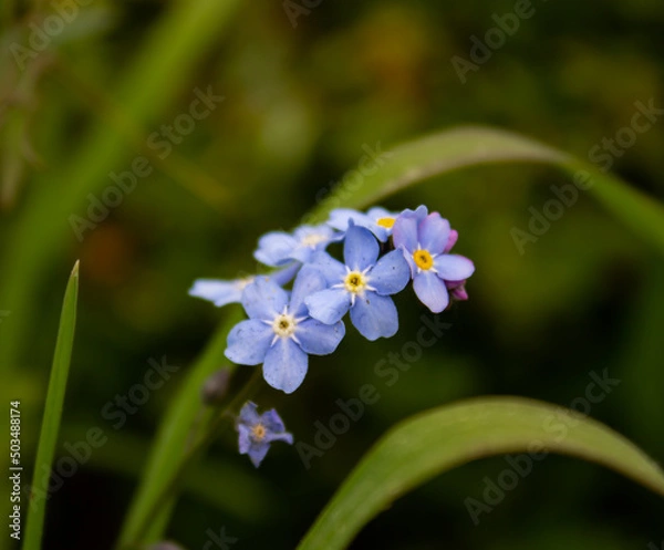 Obraz forget me not flowers