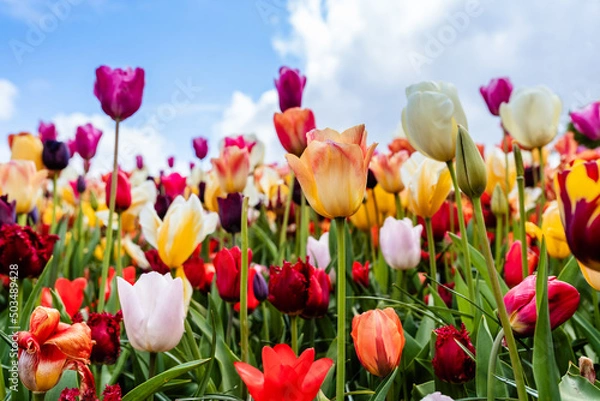 Fototapeta Colorful blooming tulip field at blue sky background in famous Keukenhof public garden - popular tourist destination at spring season in Netherlands