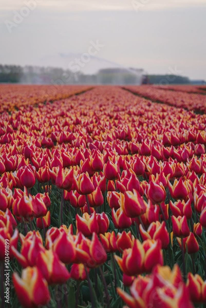 Fototapeta Colorful tulip flower fields in Keukenhof, Lisse at dusk in Netherlands