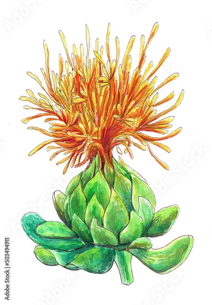 Fototapeta Watercolor illustration with sunflower. An isolated object on a white background.