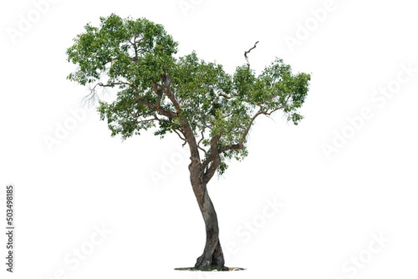 Fototapeta Perspective of  tree isolated on white background.,  tropical trees isolated used for design, advertising and architecture.