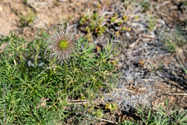 Fototapeta moss on the ground