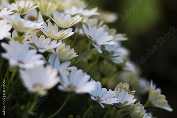 Obraz Biały jastrun wielki