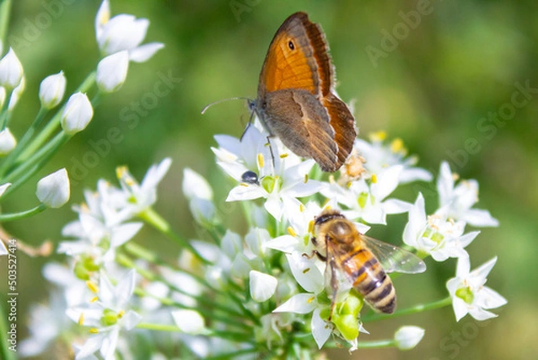 Obraz Honey bee Apis mellifera pollinating white flower on the background of a butterfly Coenonympha pamphilus close up macro on green blurred background