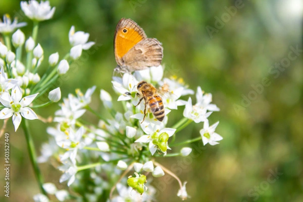 Obraz Honey bee Apis mellifera pollinating white flower on the background of a butterfly Coenonympha pamphilus close up macro on green blurred background