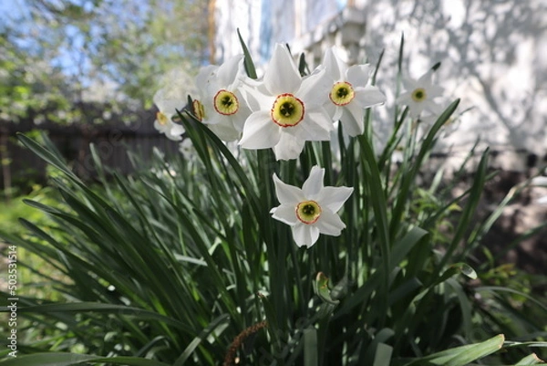 Fototapeta narcissus