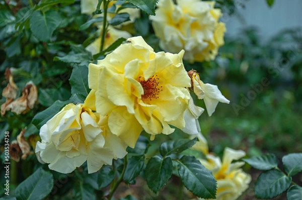 Obraz Blooming Rose Xanthina in the garden