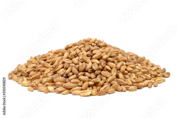 Obraz Emmer wheat (hulled wheat)