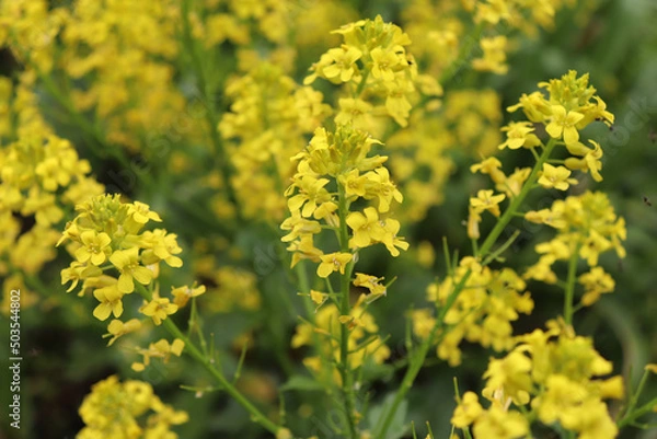 Obraz Barbarea vulgaris, also called wintercress or alternatively herb barbara, rocket cress, yellow rocket cress, winter rocket, yellow rocket, and wound rocket. Has healing properties.