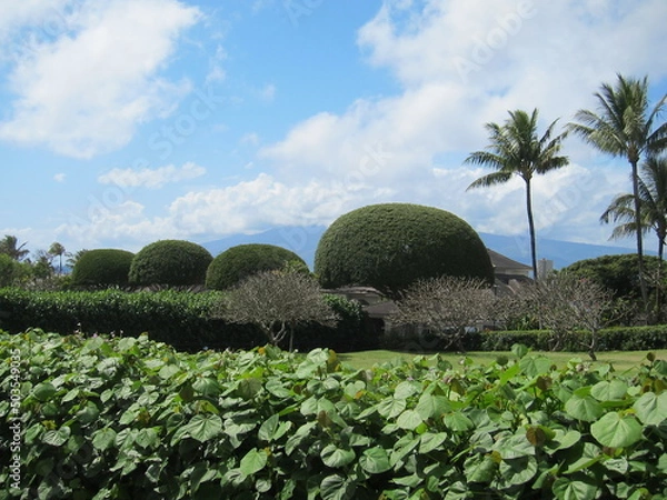 Fototapeta A sequence of topiary green trees. Treetops pruned into spherical shapes. View from behind a hedge. Blue sky with clouds and palm trees. Kapalua, Maui, Hawaii.