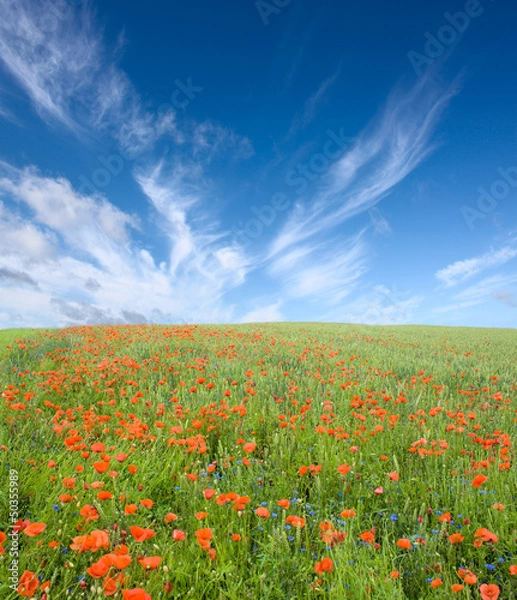 Obraz Poppy field.