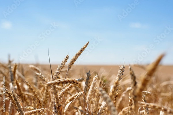 Fototapeta Spikelet of grain close up on the field on sky background