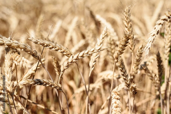Fototapeta Spikelet of grain close up on the field on sky background