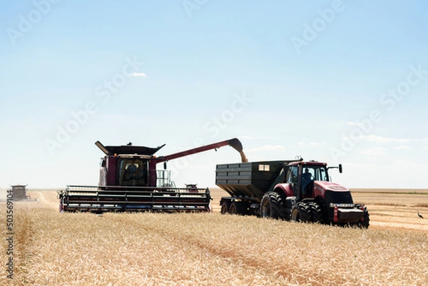 Fototapeta The combine unloads the harvested grain into a tractor trailer in the field.