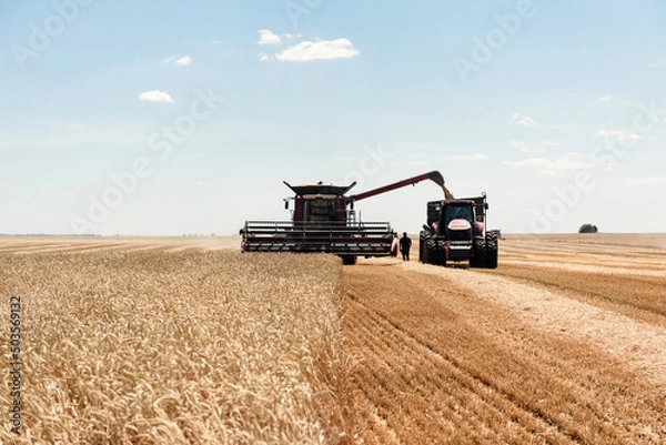 Fototapeta The combine unloads the harvested grain into a tractor trailer in the field.