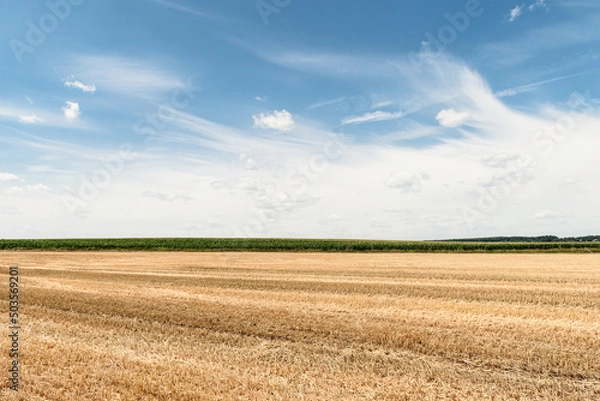 Fototapeta Big yellow field after harvesting. Mowed wheat fields under beautiful blue sky and clouds at summer sunny day. 