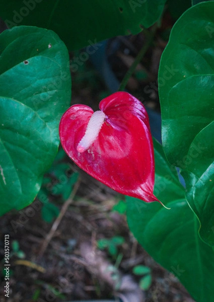 Obraz red rose petals