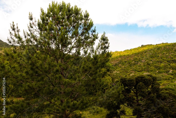 Fototapeta LANDSCAPE