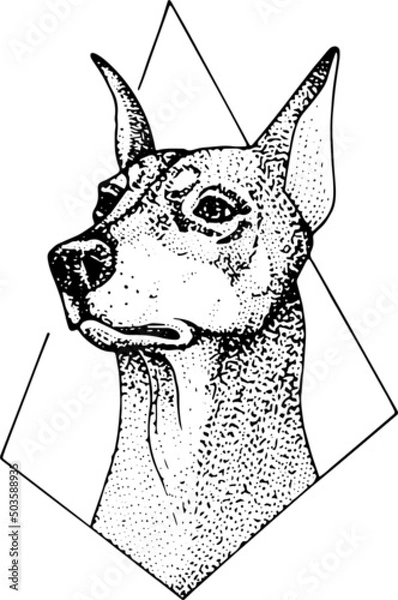 Obraz Doberman