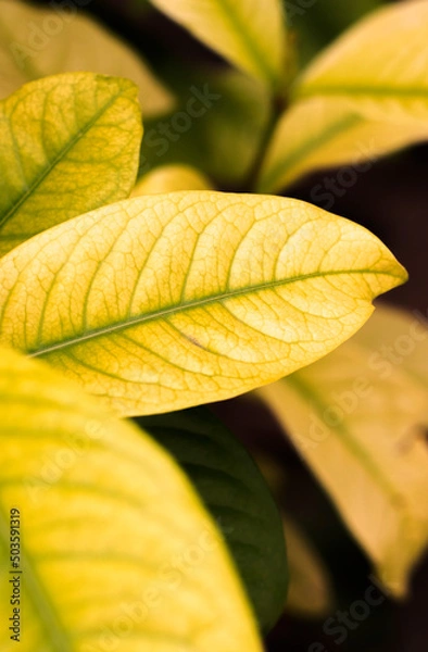 Obraz folhas amarelas