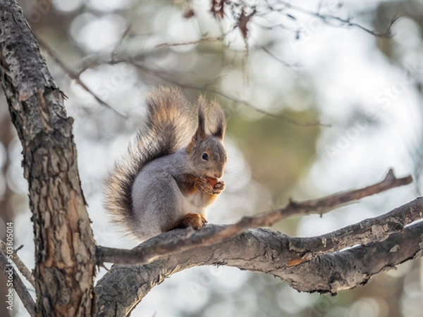 Fototapeta The squirrel with nut sits on tree in the winter or late autumn