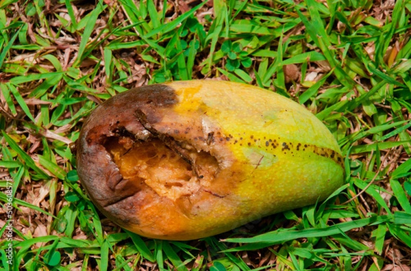 Fototapeta Rotten mango damaged borer.