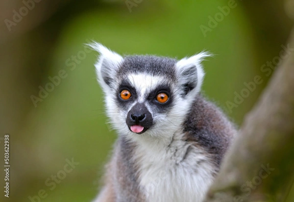 Obraz Lemur Catta (Maki) in nature