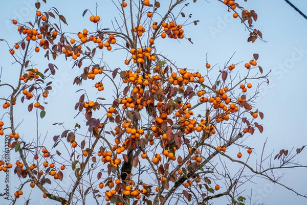 Fototapeta Leafless persimmon tree in autumn