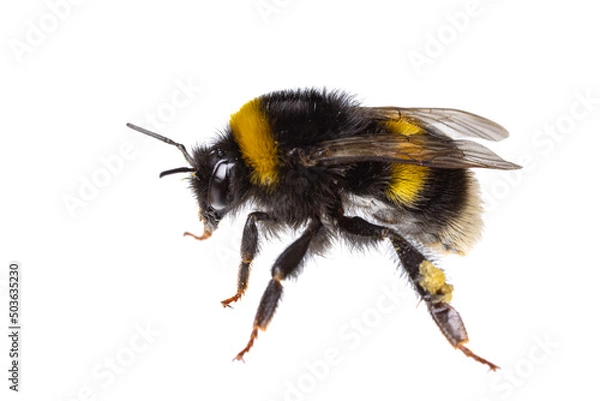 Obraz insects of europe - bees: side view macro of female bumblebee (complex Bombus lucorum ) isolated on white background