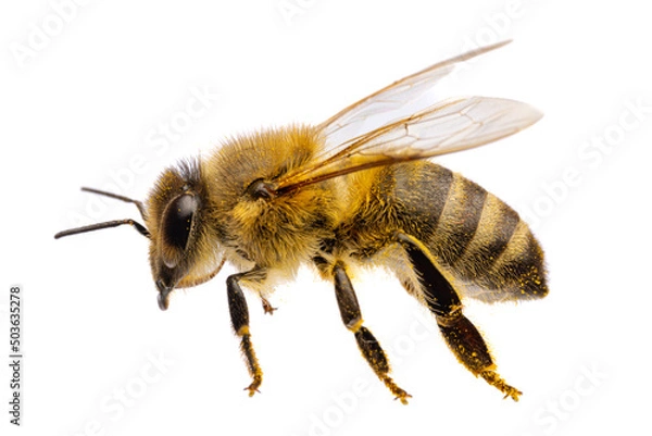 Fototapeta insects of europe - bees: side view macro of western honey bee ( Apis mellifera) isolated on white background with wings spreaded