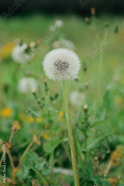 Obraz 美しいたんぽぽの綿毛