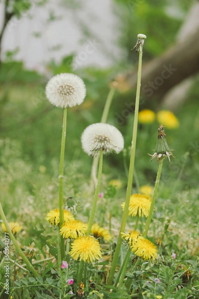 Obraz 春の代表的な花たんぽぽ