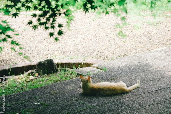 Obraz 日向ぼっこをする猫