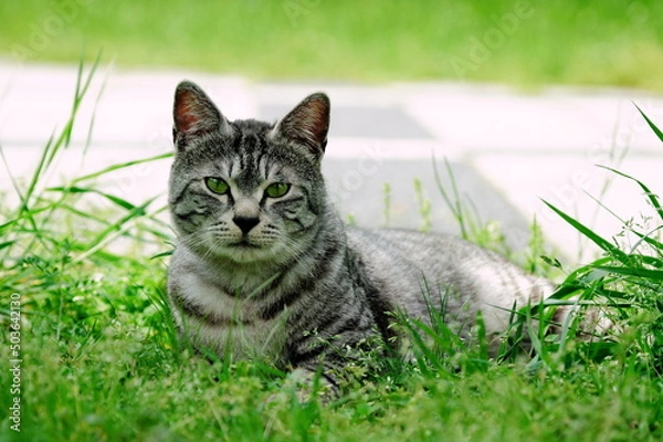 Obraz 白黒縞の凛々しい野良猫のポートレート