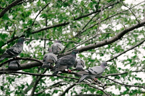 Obraz 木の上で休む鳩の群れ