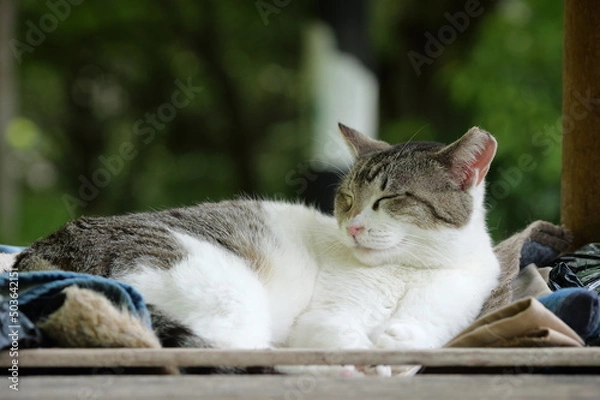 Obraz 眠る可愛い野良猫