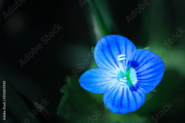 Obraz blue veronica persica flower in macro with green flower background out of focus