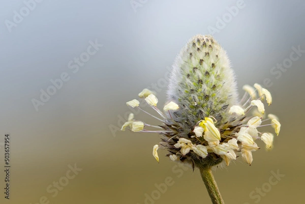 Obraz plantago lagopus flower in macro at sunrise with ocher background