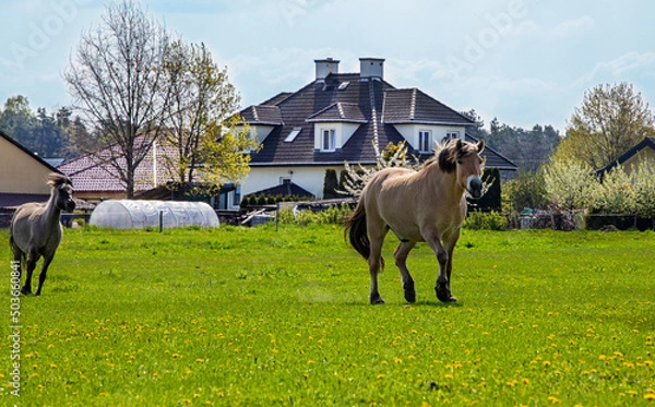 Fototapeta two horses trot in a field of dandelions on a sunny day
