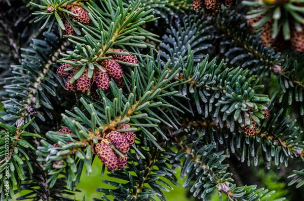 Fototapeta Young spring spruce tree blossoms. New fir branch in spring close up. Fresh spruce shoot, natural background.