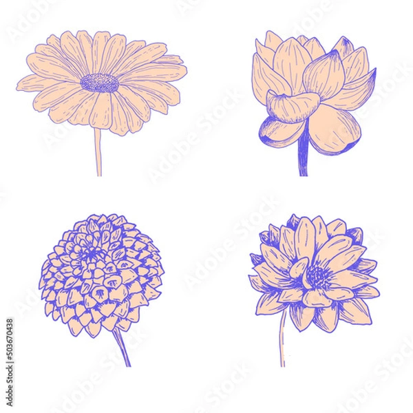 Fototapeta Four different isolated flowers. Hand drawn inky botanical illustrations with editable outline and fill colors. Can be used separately as outlined or 
silhouette illustrations.