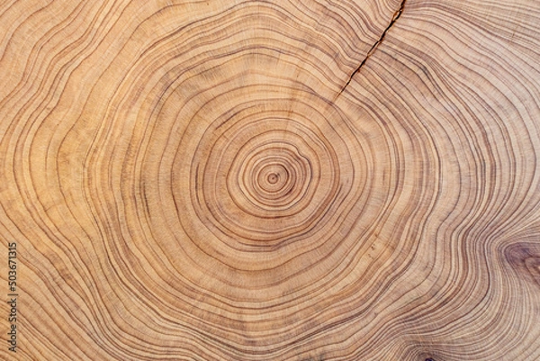 Fototapeta wood cut texture