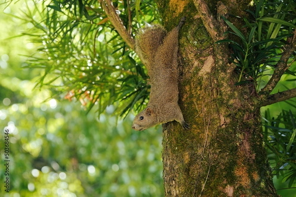 Obraz 木に登る可愛い野生のリスのポートレート
