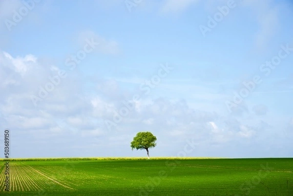 Obraz Lonely tree against blue sky, with green fields