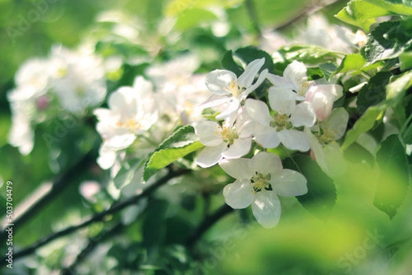 Obraz White apple flowers. Spring background or screensaver. Selective Focus